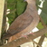 Brown Cuckoo-Dove